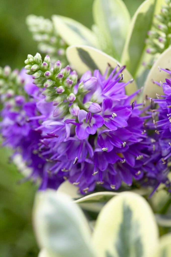 hebe 'Katrina'