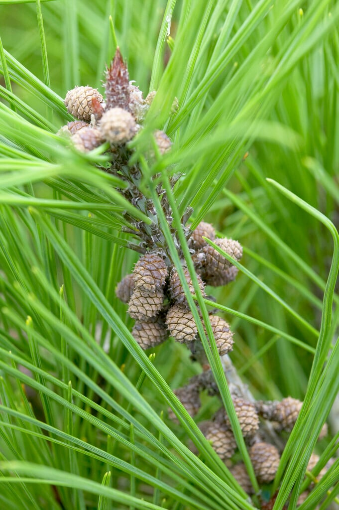 Japanese red pine 'Umbraculifera'