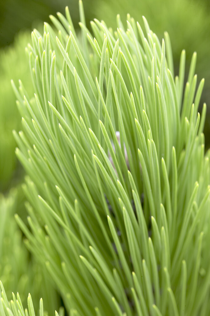 Bosnian pine 'Satellit'