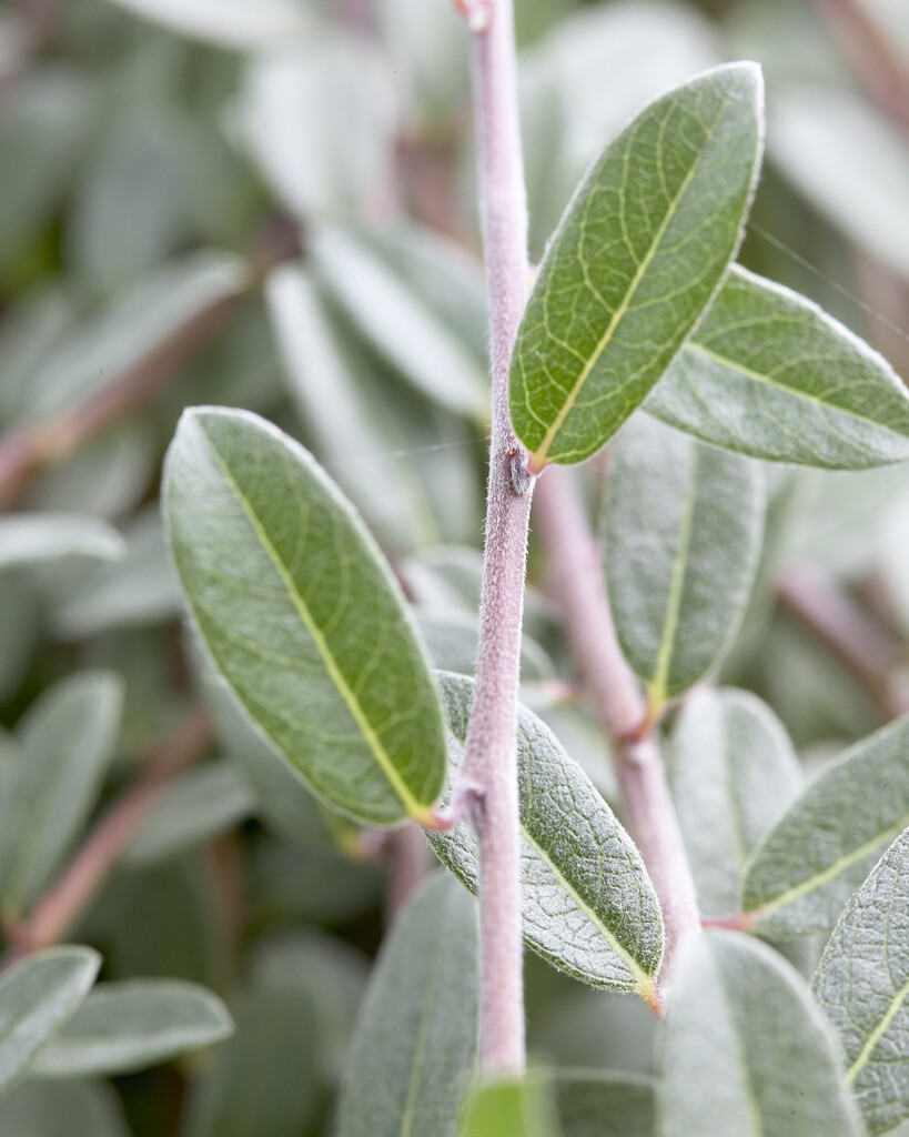 <em>Salix</em> <em>repens</em> 'Voorthuizen' (f)