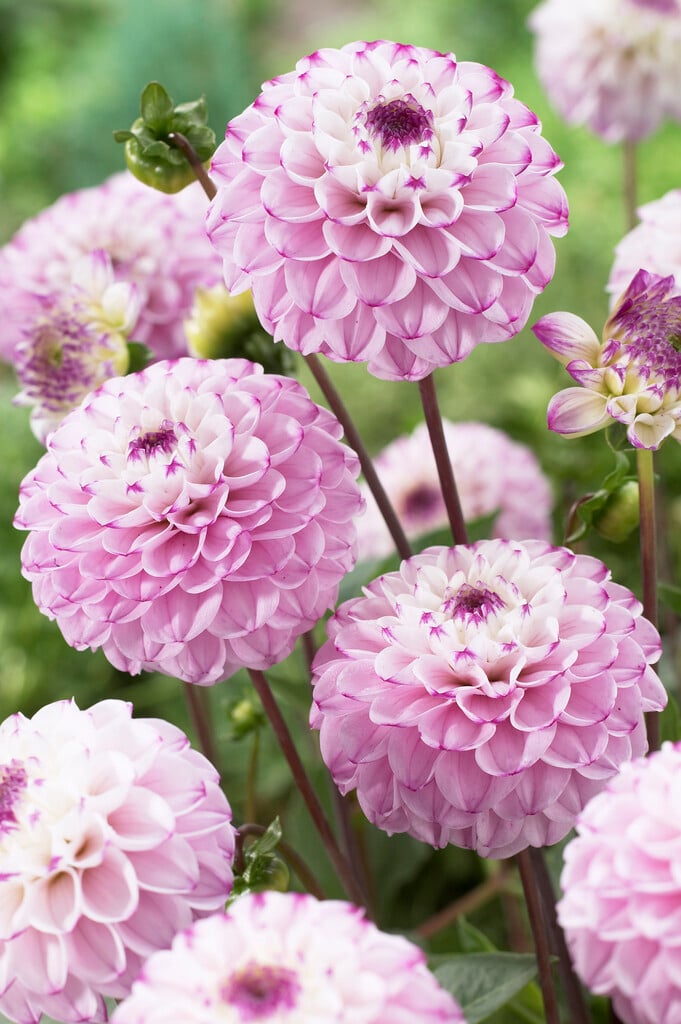 dahlia 'Genova'