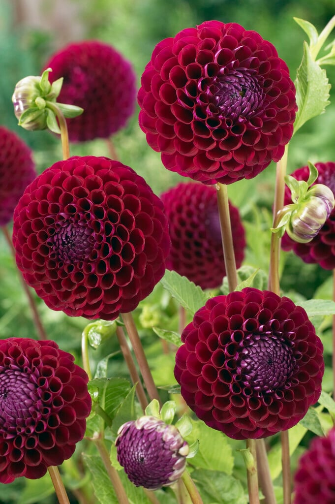 dahlia 'Downham Royal'