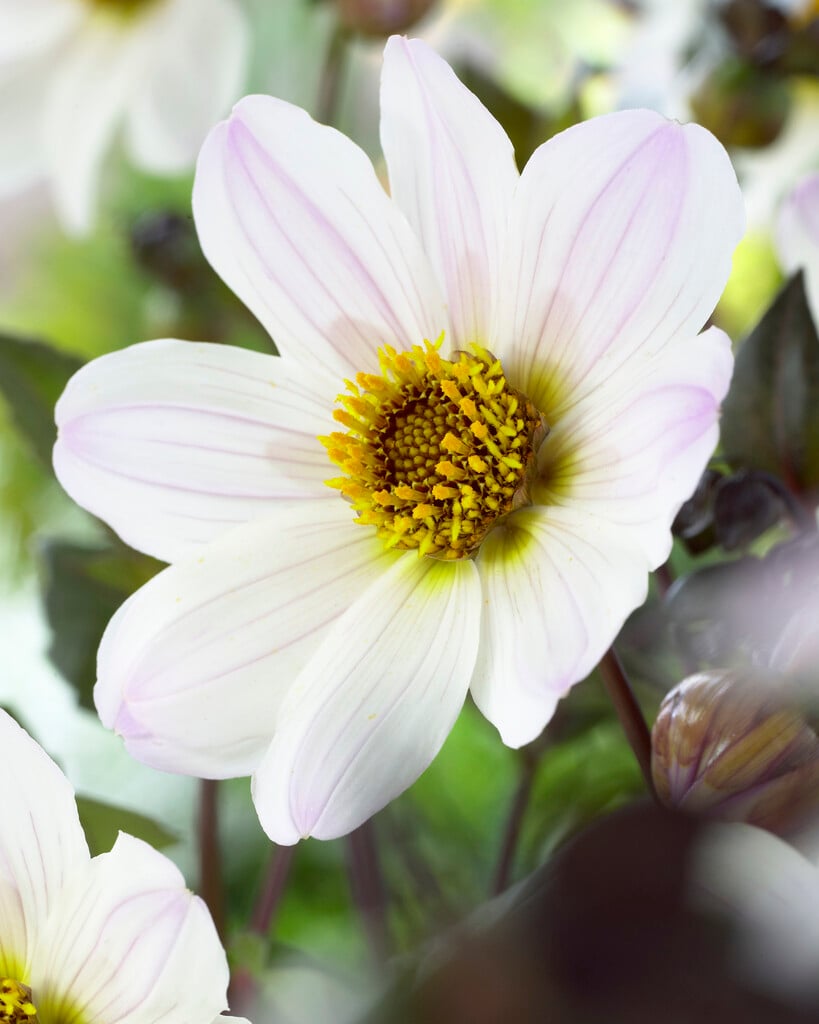 dahlia 'Bishop of Dover'