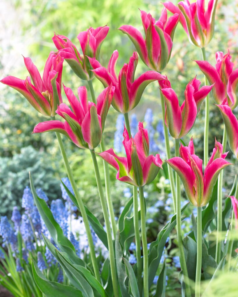 tulip 'Virichic'