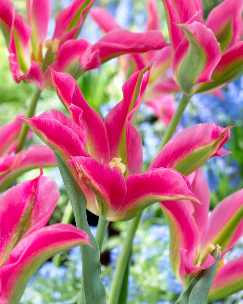 tulip 'Virichic'