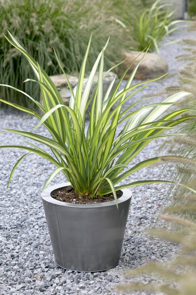 mountain flax 'Cream Delight'