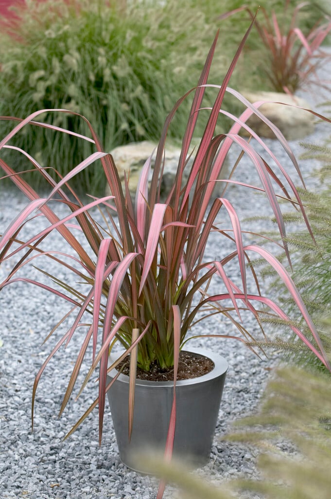 flax lily 'Evening Glow'