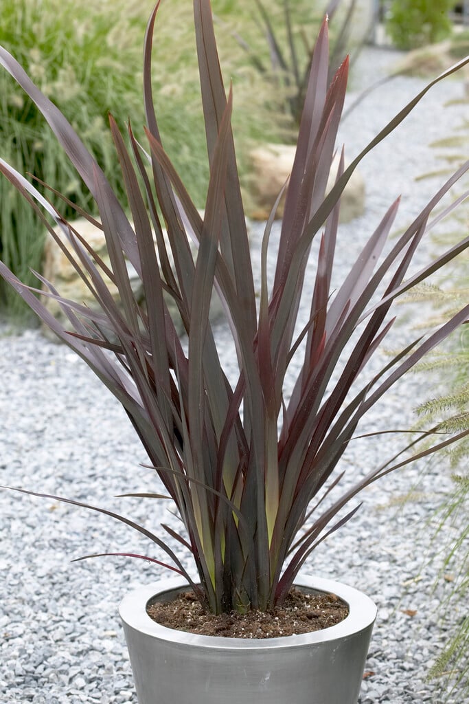 New Zealand flax Purpureum Group