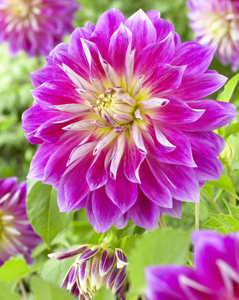 dahlia 'Purple Explosion'