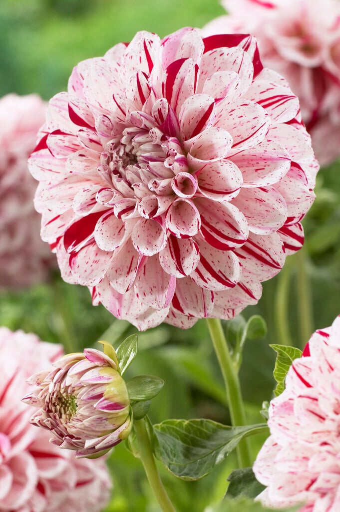 dahlia 'Fern Ridge Painted Lady'