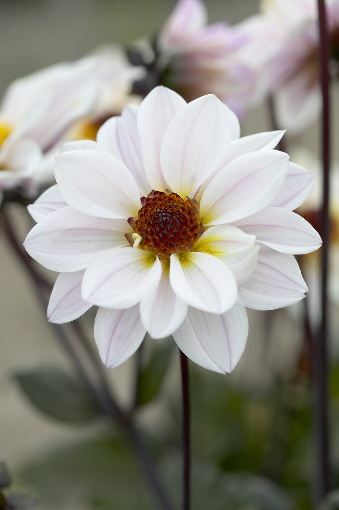 <i>Dahlia</i> 'Chic White' (Misc)