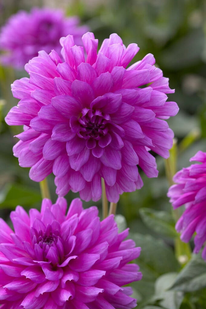 dahlia 'Claudette'