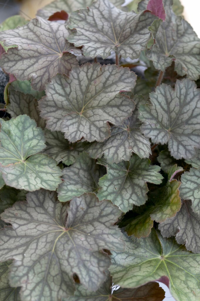 alum root 'Pinot Noir'