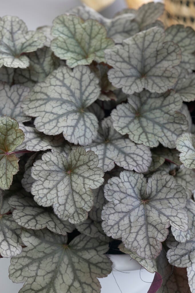 alum root 'Prince of Silver'