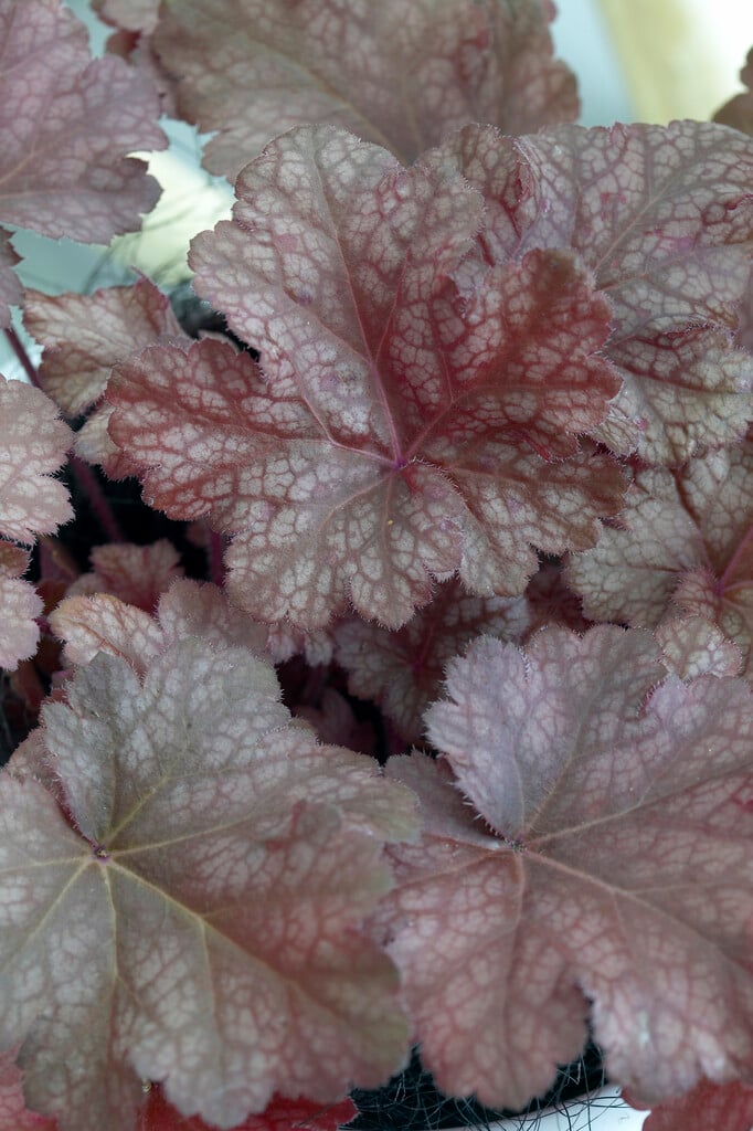 alum root 'Sparkling Burgundy'
