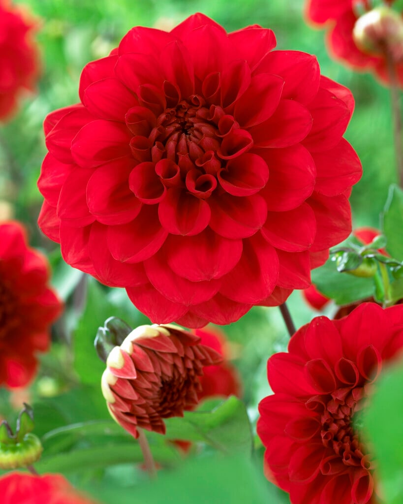 dahlia 'Arnhem'