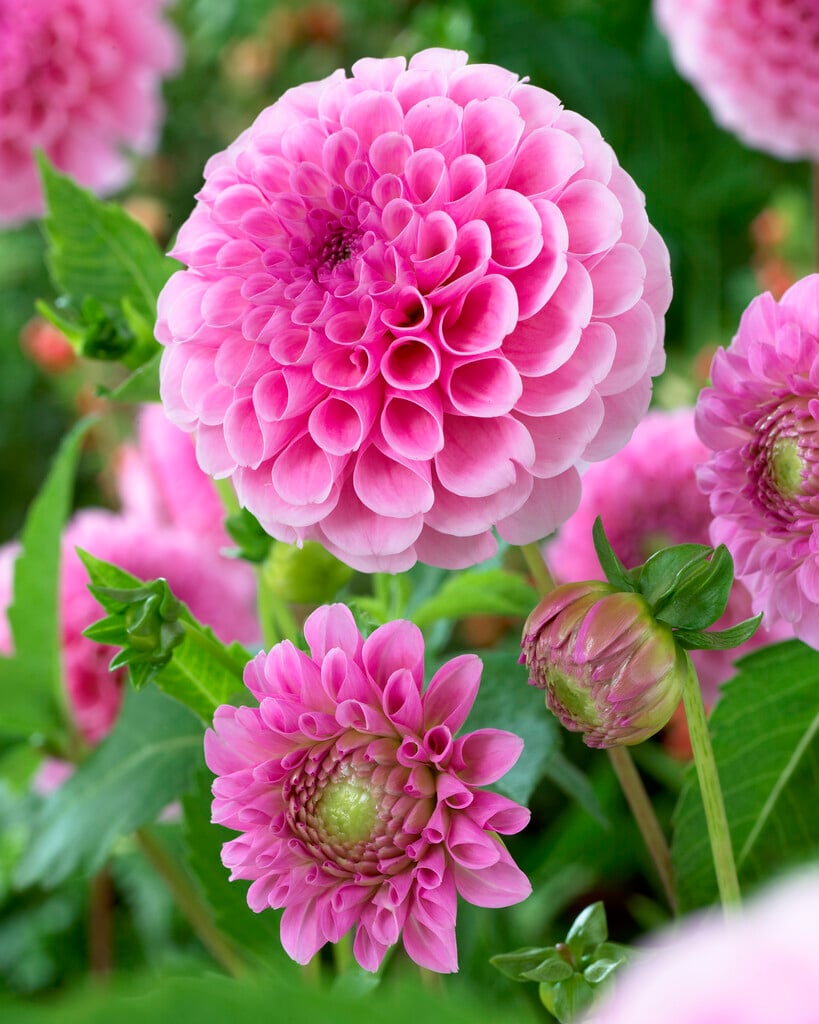 dahlia 'Stolz von Berlin'