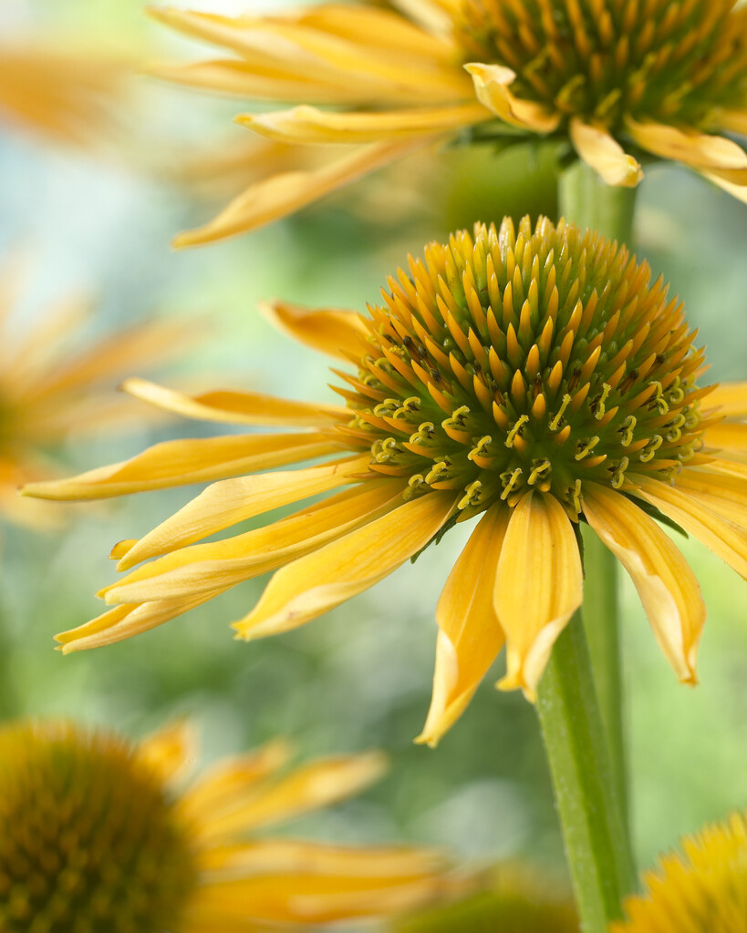 coneflower [Mango Meadowbrite]