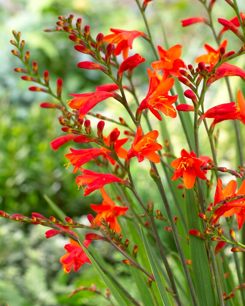 montbretia 'Red King'