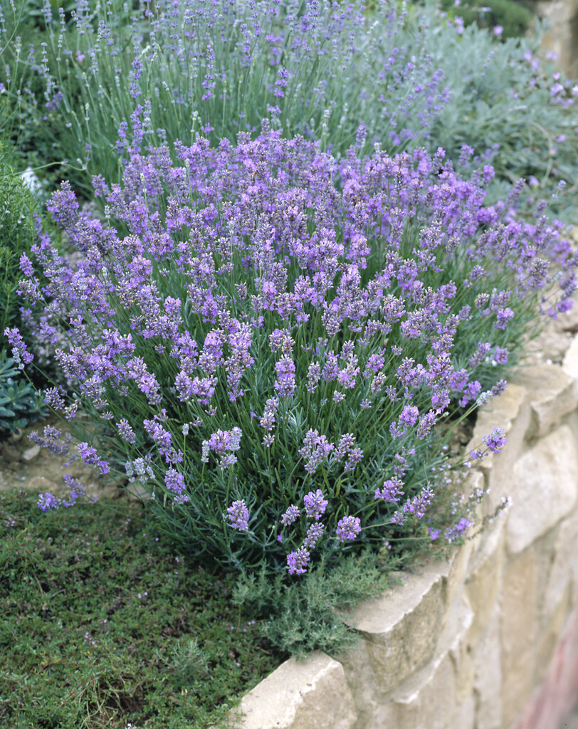 English lavender 'Dwarf Blue'