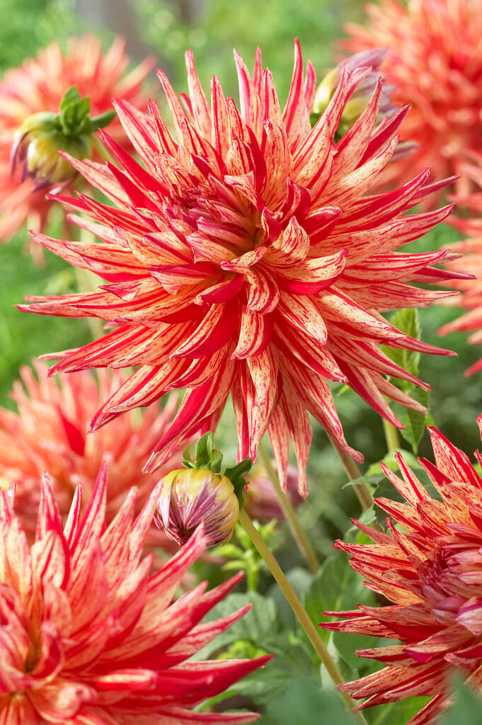 <i>Dahlia</i> 'Serano' (C)