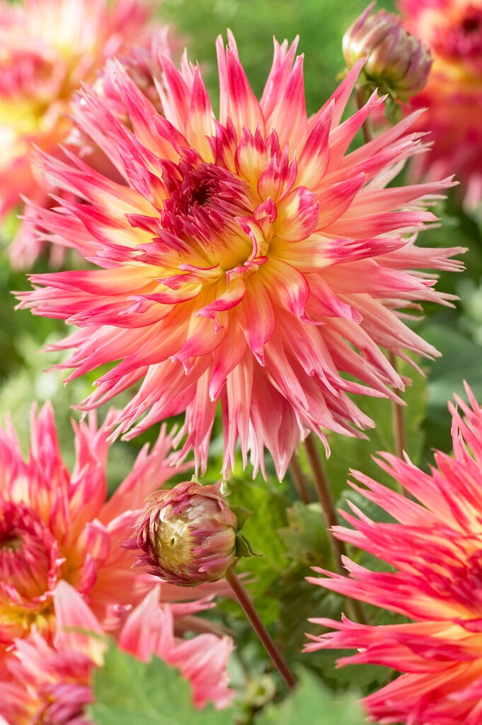 <i>Dahlia</i> 'Kaleidoscope'