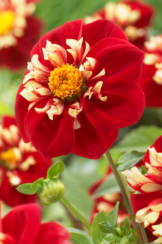 dahlia 'Festivo'