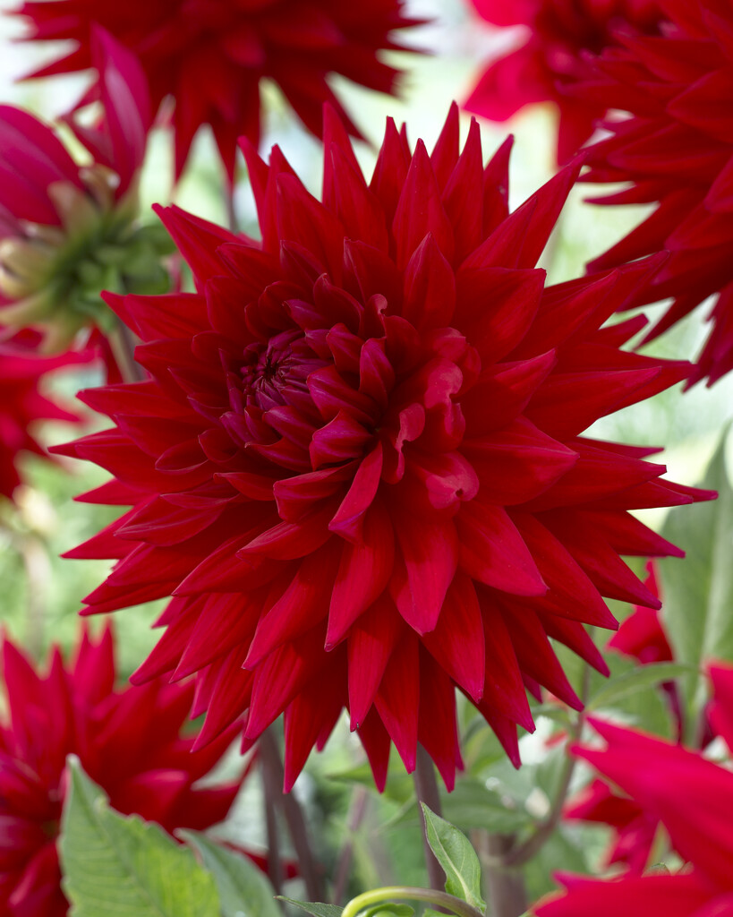 dahlia 'Witteman's Best'