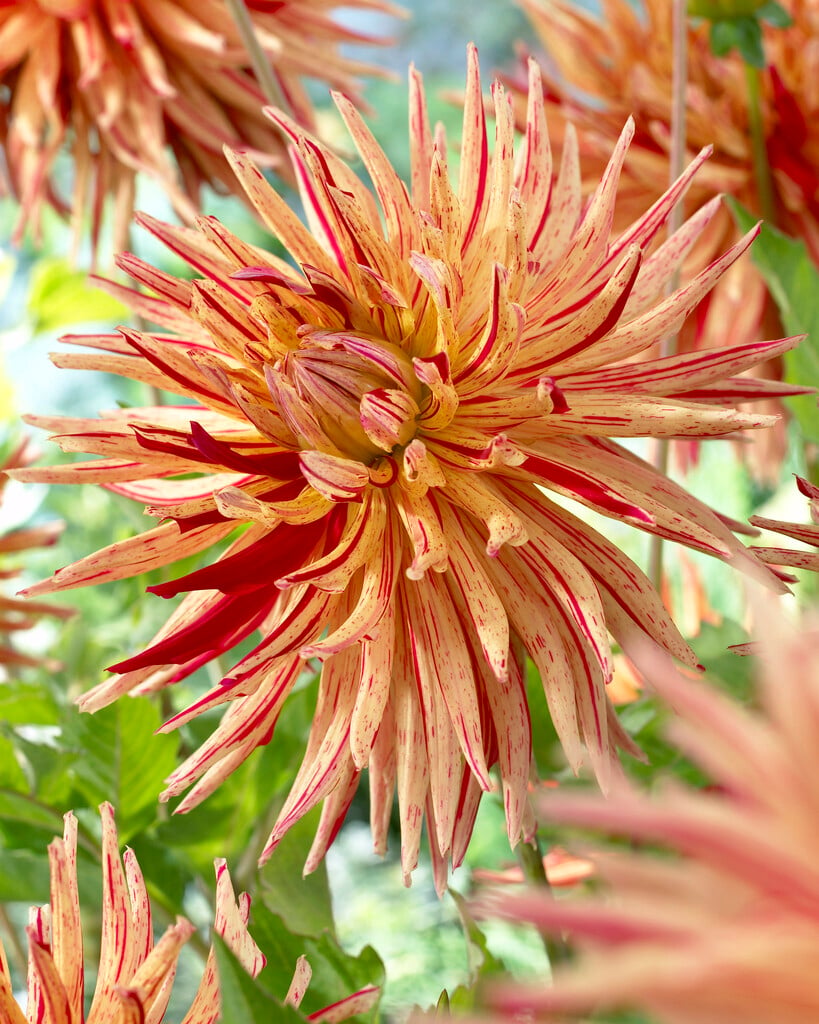 <i>Dahlia</i> 'Serano' (C)