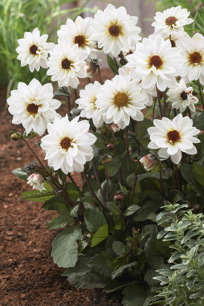 <i>Dahlia</i> 'Chic White' (Misc)