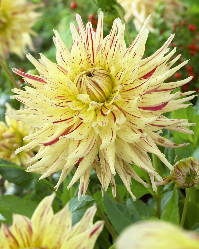 <i>Dahlia</i> 'Mercator' (S-c)
