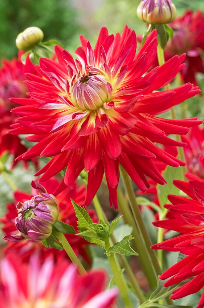 <i>Dahlia</i> 'Original Lover' (D)