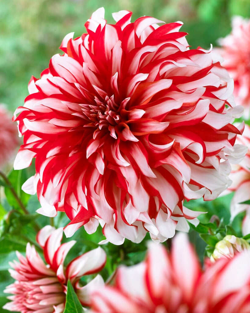 dahlia 'Santa Claus US'