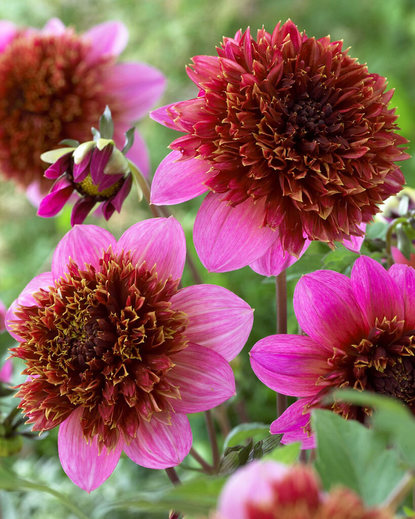 <i>Dahlia</i> 'The Phantom' (Anem)