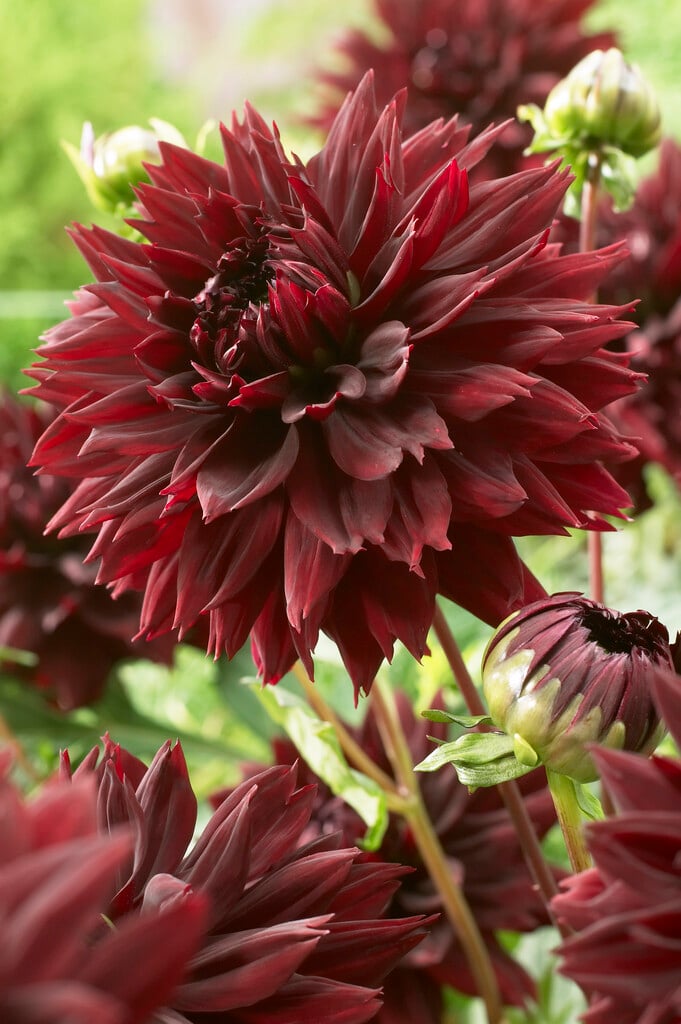 dahlia 'Black Touch'