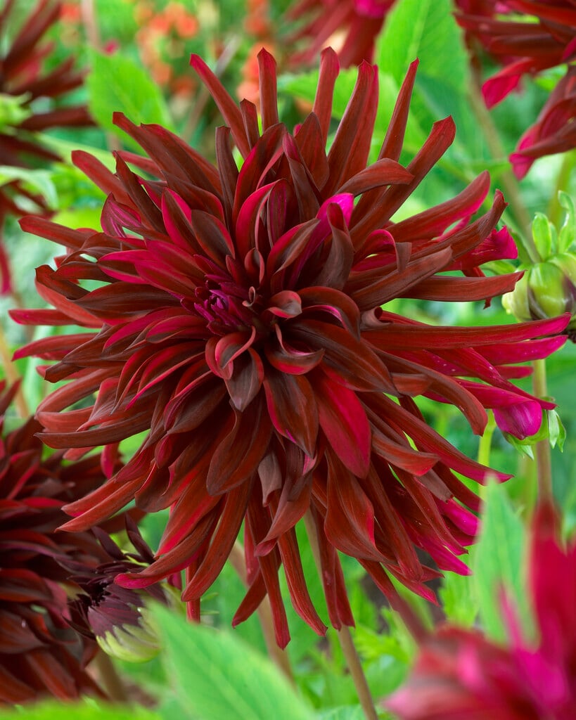 dahlia 'Black Narcissus'