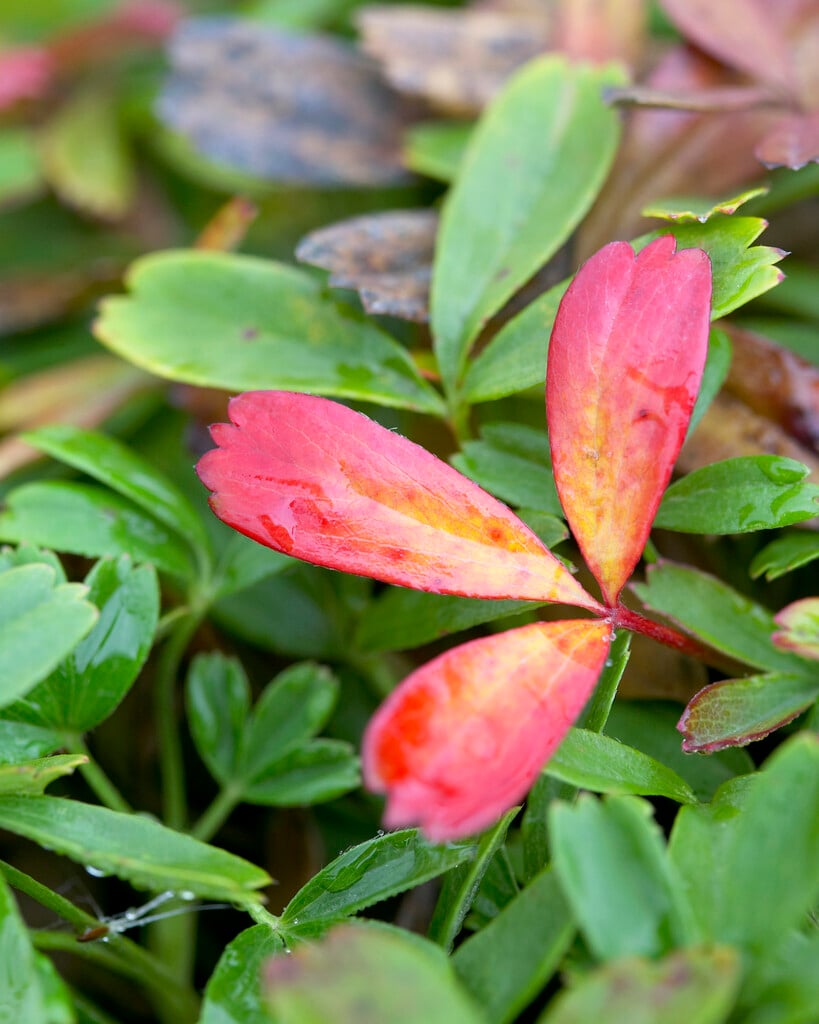 <i>Sibbaldiopsis</i> <i>tridentata</i>