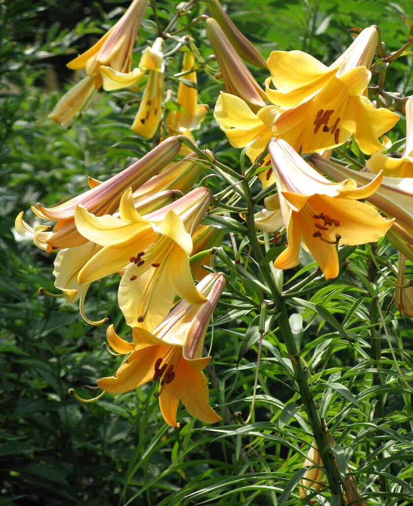 lily 'African Queen'