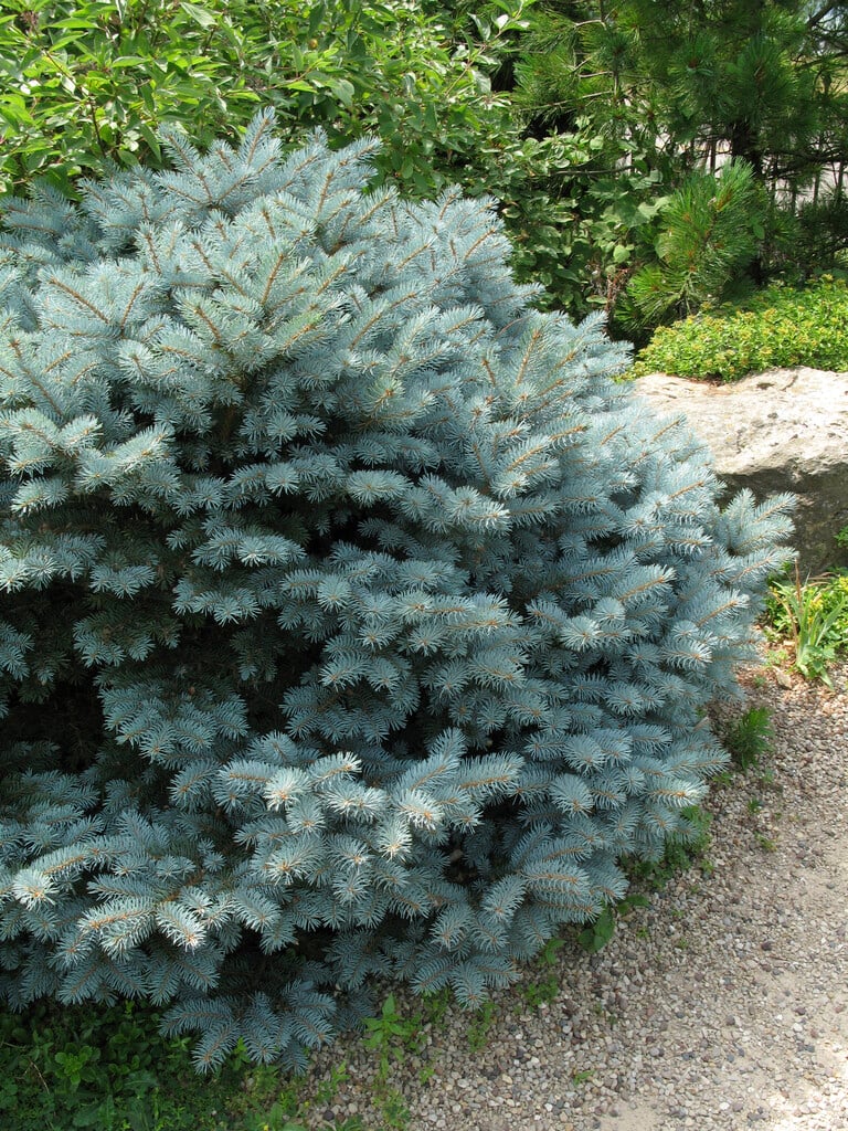 <i>Picea</i> <i>pungens</i> 'Montgomery'