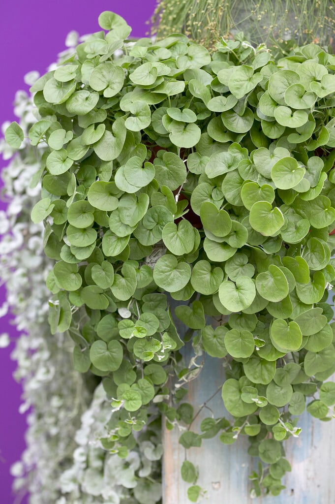 <i>Dichondra</i> <i>sericea</i> 'Emerald Falls'