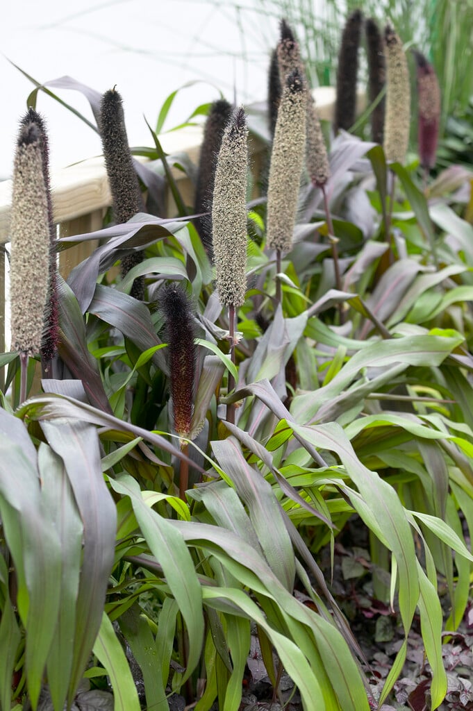 <i>Pennisetum</i> <i>glaucum</i> 'Jester'