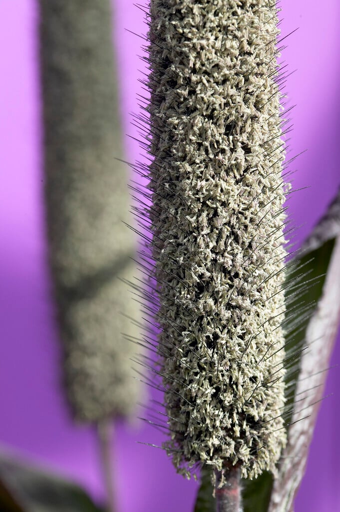 <i>Pennisetum</i> <i>glaucum</i> 'Jester'