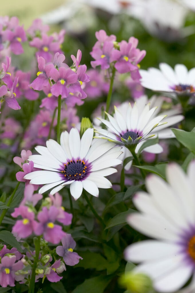 African daisy [Serenity Lavender Frost]