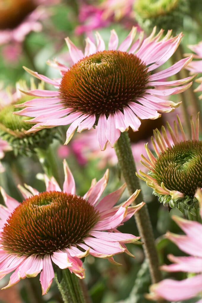 purple coneflower 'Hope'