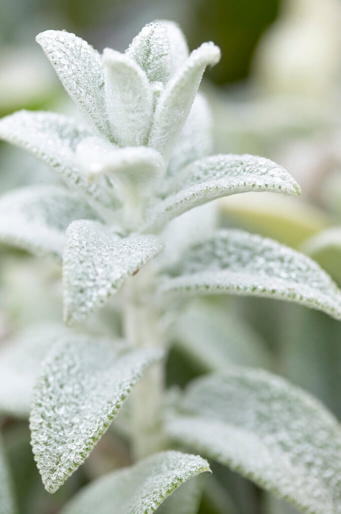 lamb's ear 'Cotton Boll'