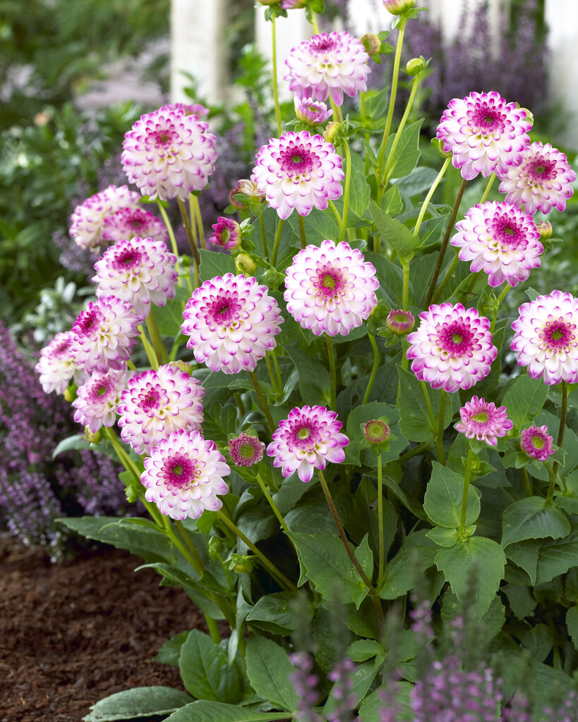 <i>Dahlia</i> 'Pink Isa' (D)