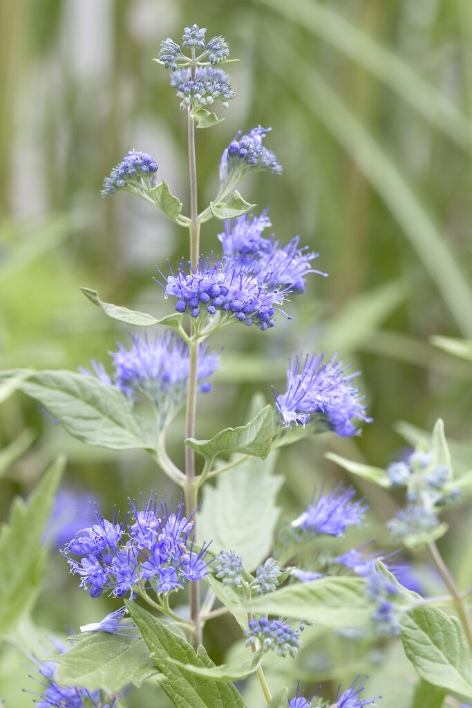 bluebeard 'Ferndown'