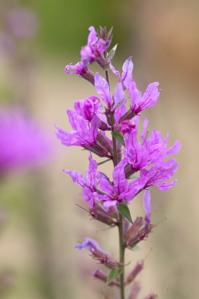 <em>Lythrum</em> <em>salicaria</em> 'Lady Sackville'
