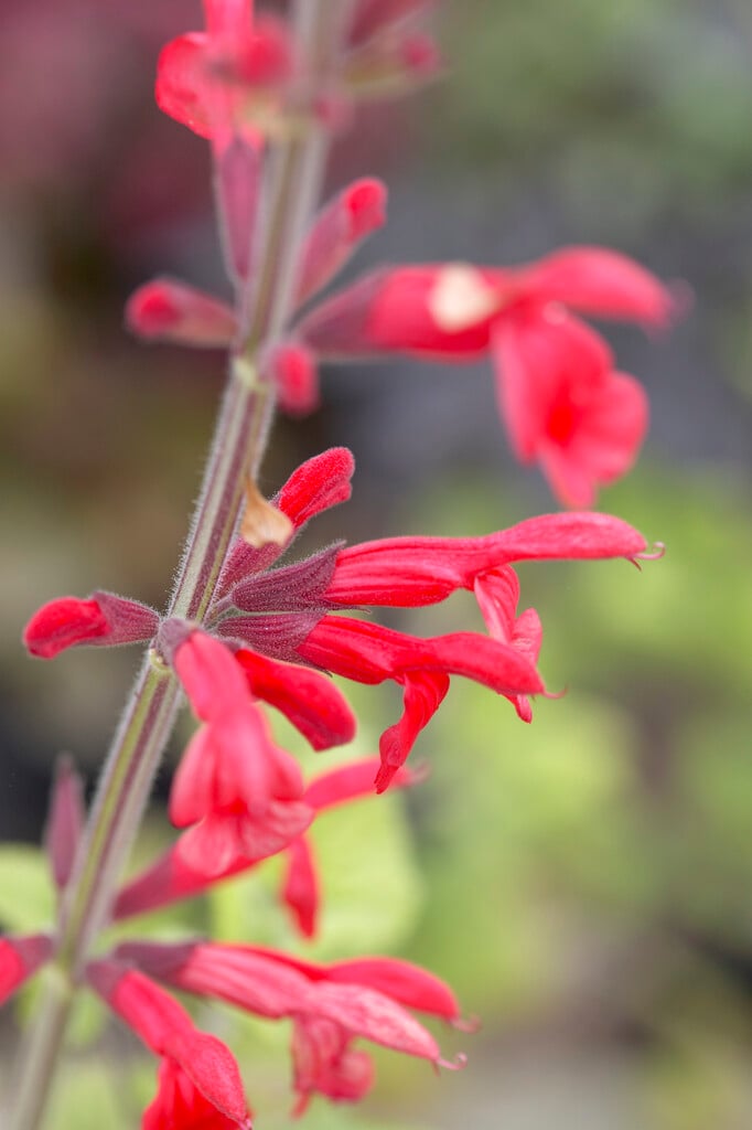 Darcy's sage