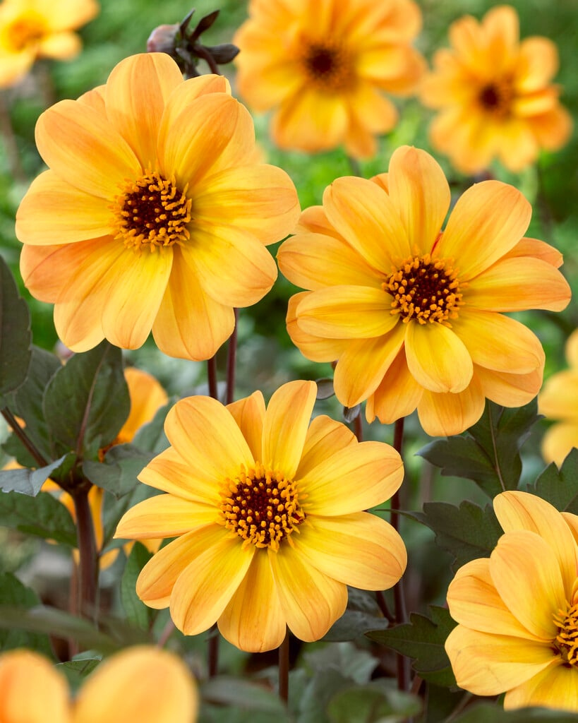 dahlia 'Amber Quartz'
